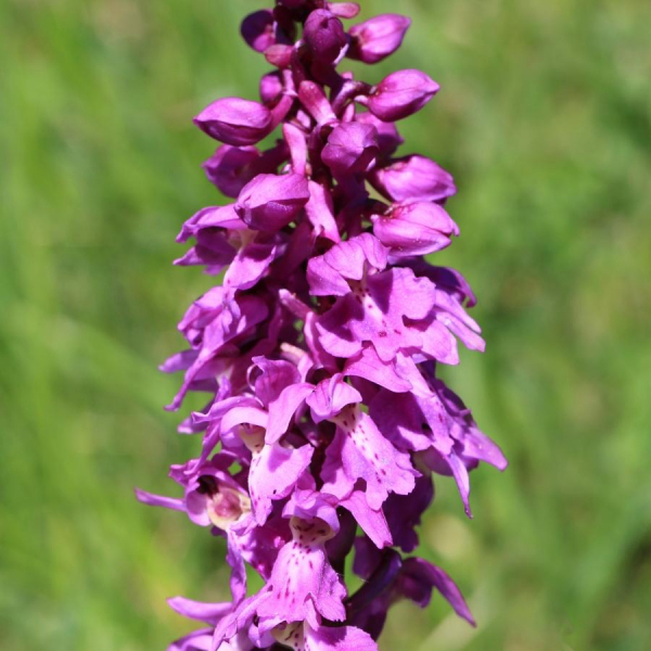 Ophrys mascula